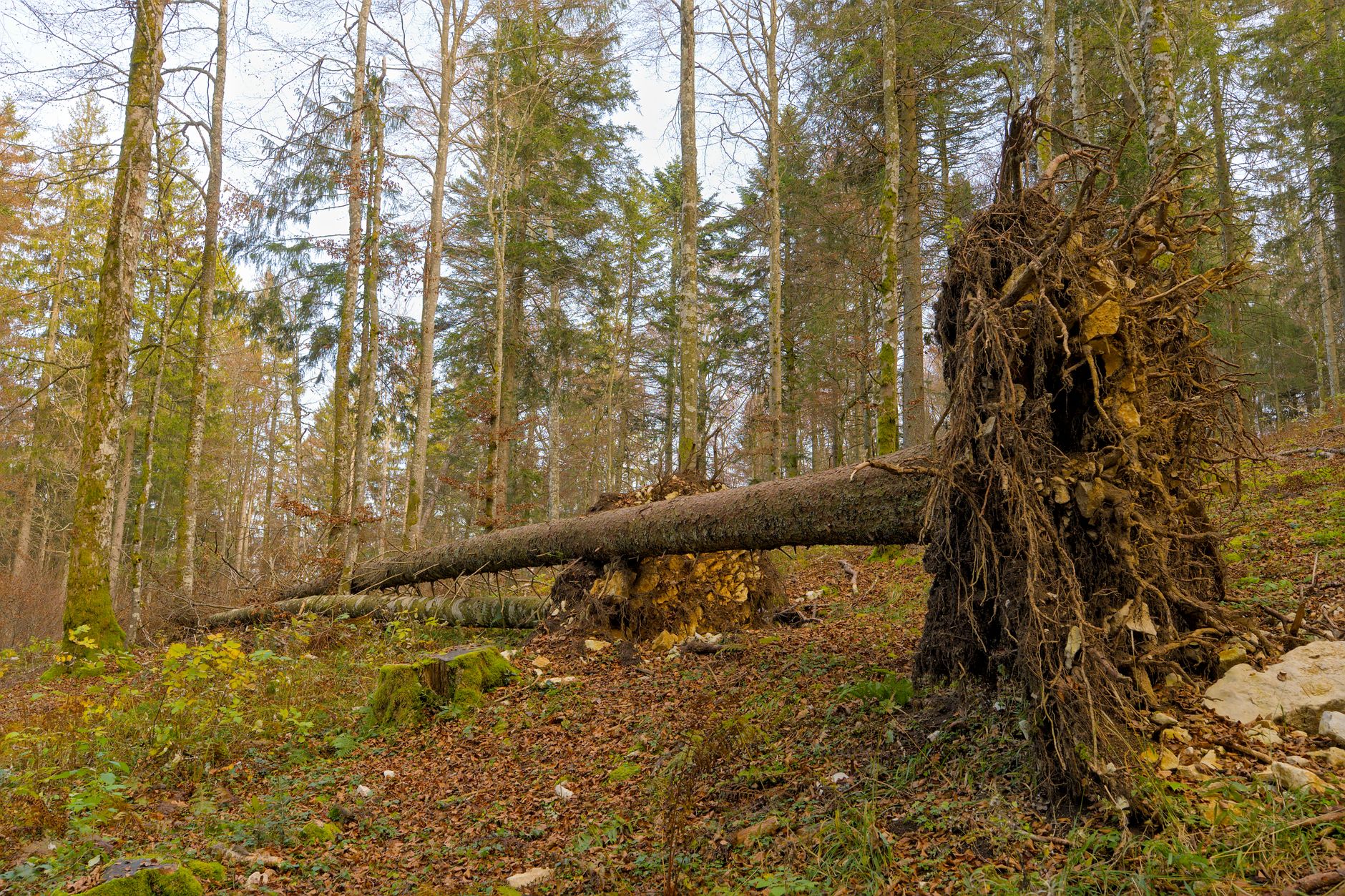 Enlèvement arbre urgence équipe à Douai